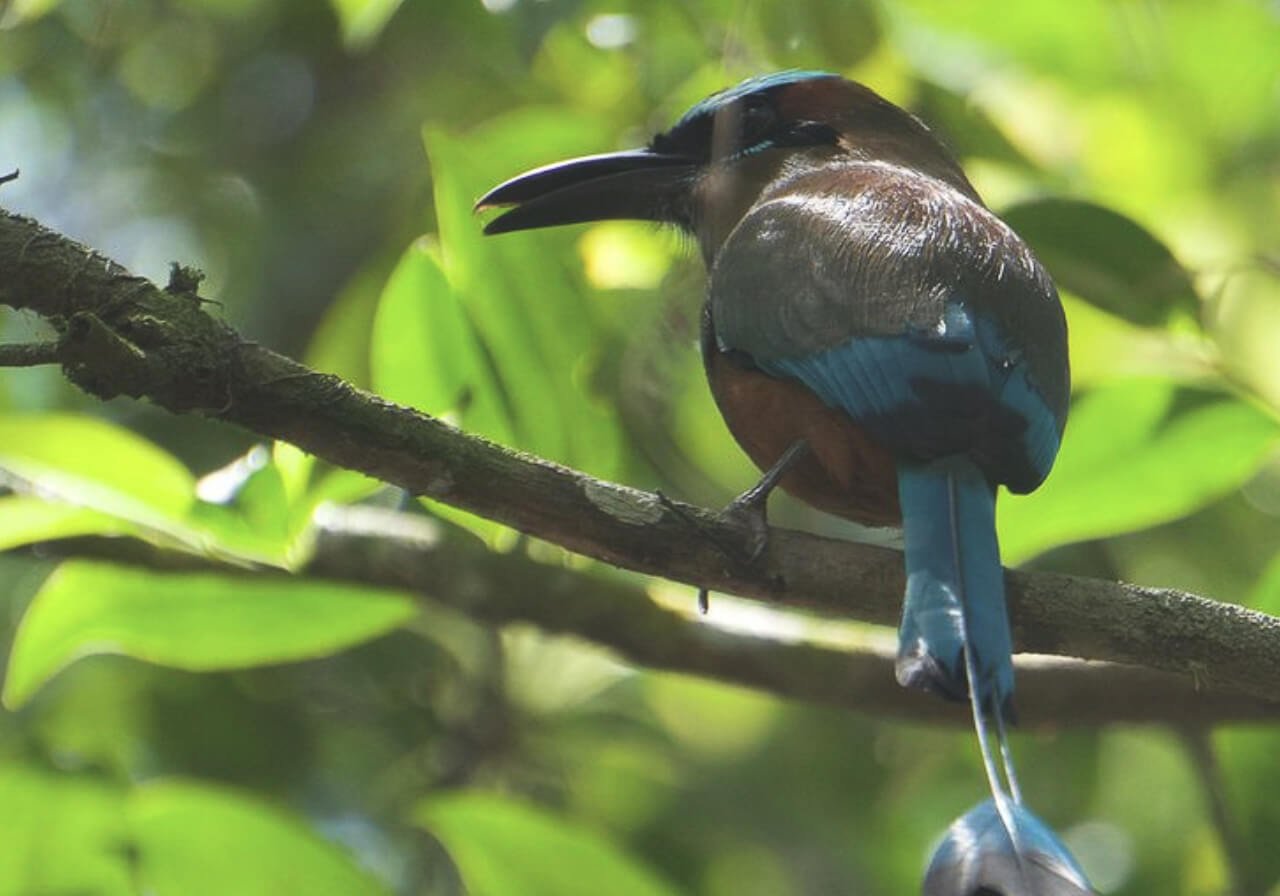 avistamiento de aves en punta laguna