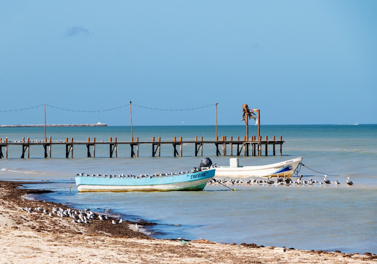 sargazo en costas de quintana roo