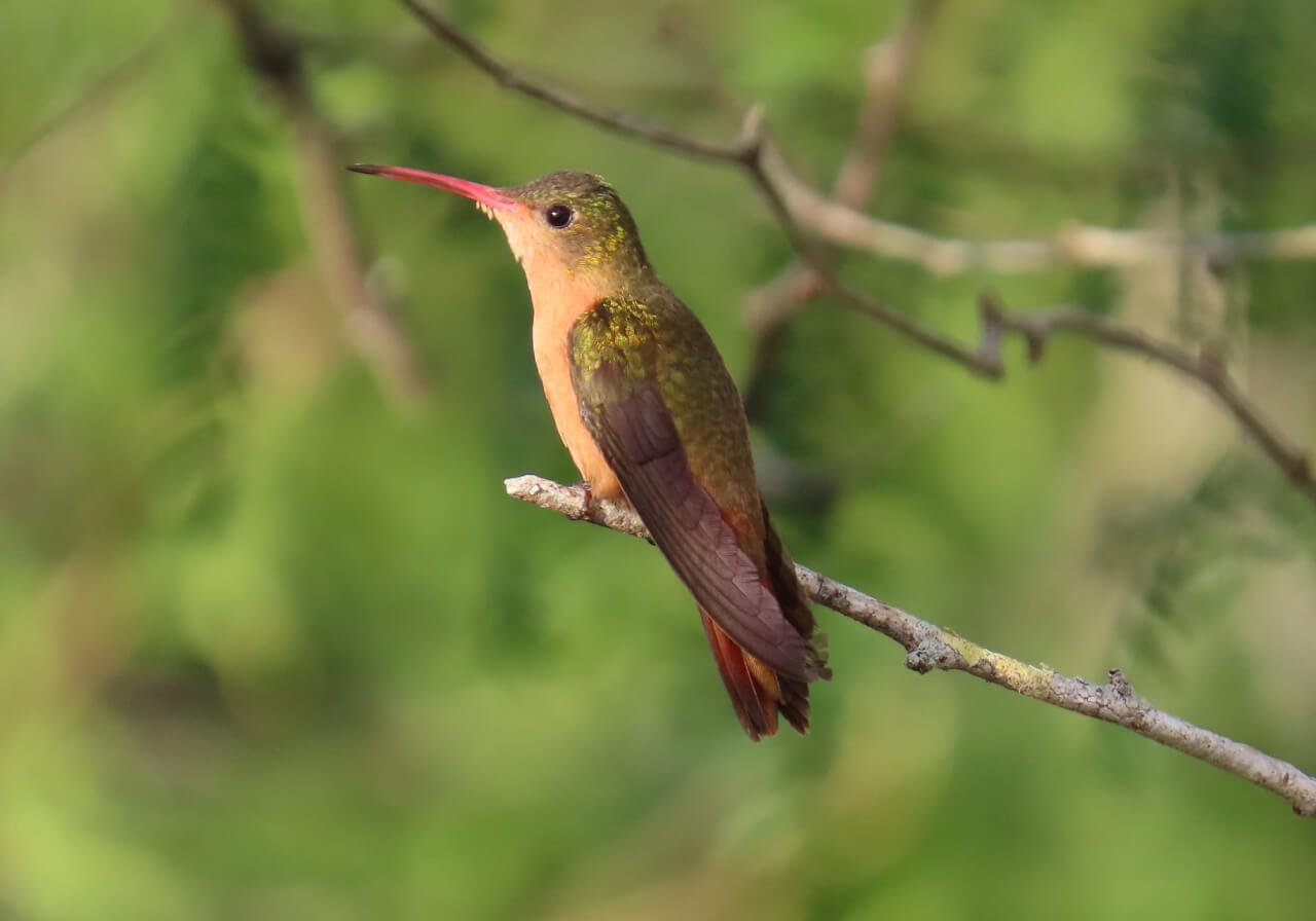 birdwatching in cobá