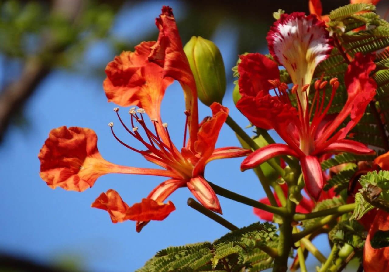 lokcal flora in cobá, dicover them by doing birdwatching