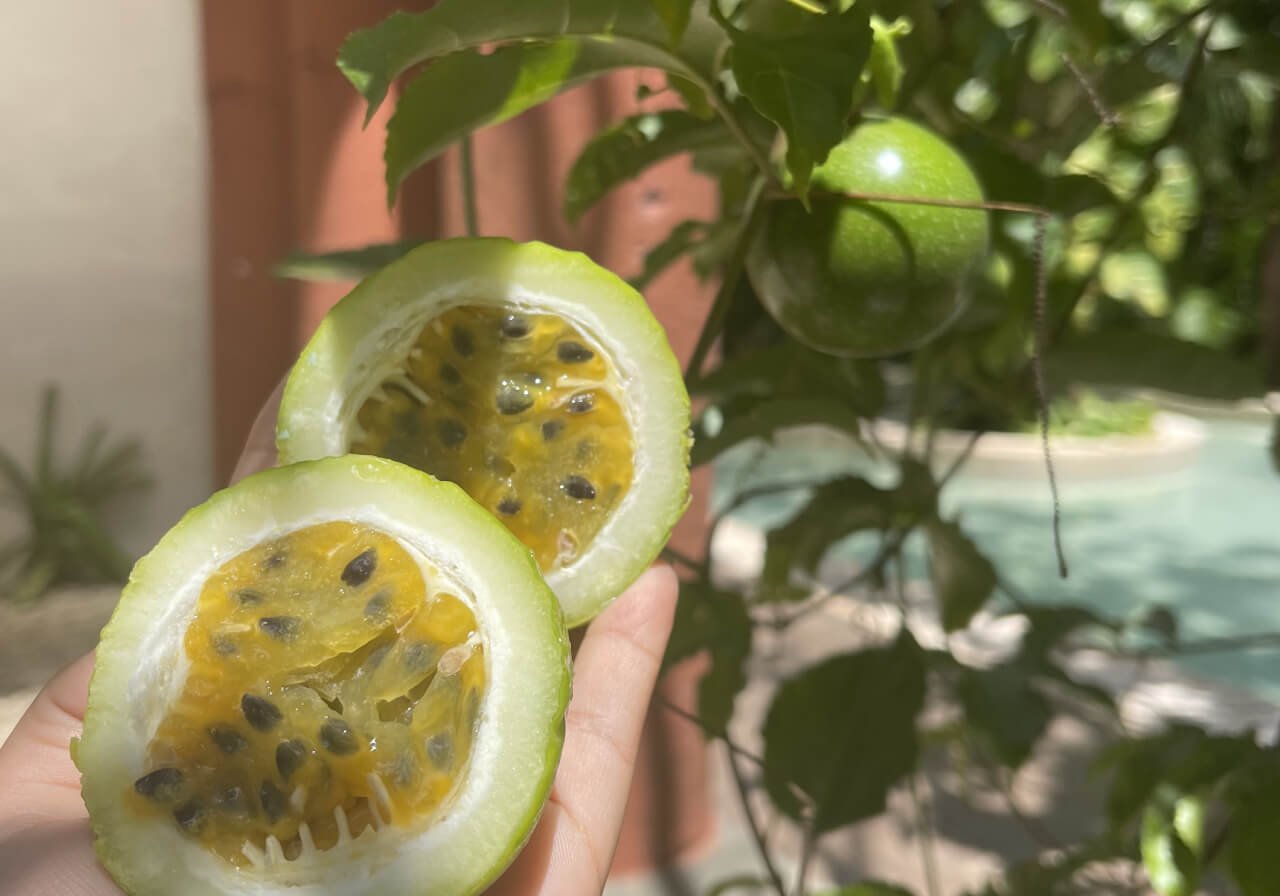 huertos para celebrar el día de la tierra