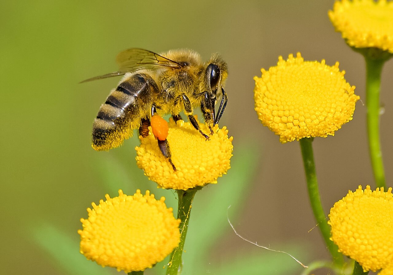 Abeja melipona maya