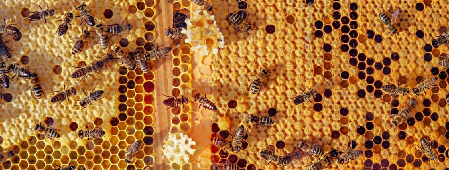 Día nacional de la abeja