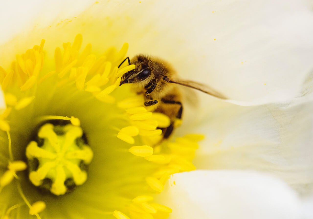 Polinización de abeja maya